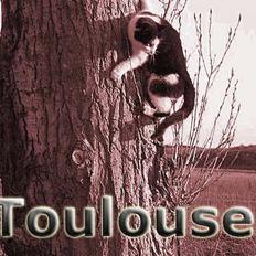 Blanding af racer Toulouse V.I.P