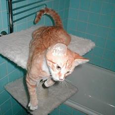 Blanding af racer Tobie