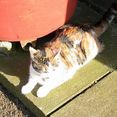 Huskat Freja (eller plumsen)