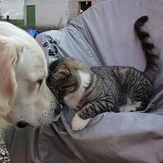 Blanding af racer Simba