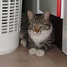 Blanding af racer Simba