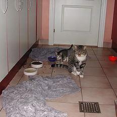 Blanding af racer Simba