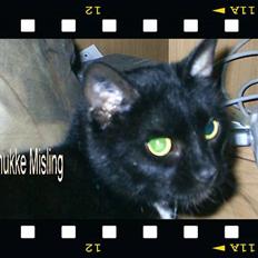 Huskat Misling 