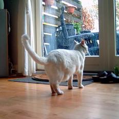 Blanding af racer minnie