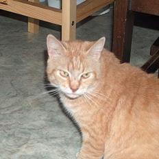 Blanding af racer Sørnsen (Død.. *SNØFT!*)