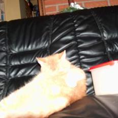 Blanding af racer Sørnsen (Død.. *SNØFT!*)