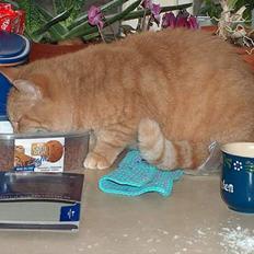 Blanding af racer Sørnsen (Død.. *SNØFT!*)