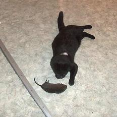 Blanding af racer Sortmis (Død)