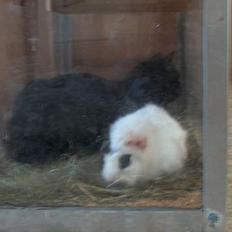 Blanding af racer Sortmis (Død)