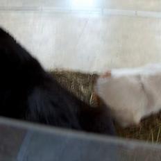 Blanding af racer Sortmis (Død)