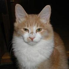 Blanding af racer Simba (Forsvundet)