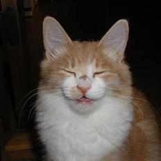 Blanding af racer Simba (Forsvundet)