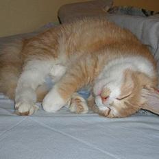 Blanding af racer Simba (Forsvundet)