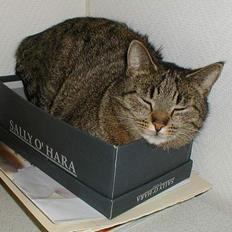 Blanding af racer Molly (Molle, Mols)