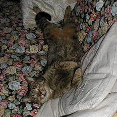 Blanding af racer Molly (Molle, Mols)