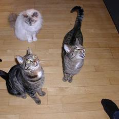 Blanding af racer Molly (Molle, Mols)