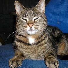 Blanding af racer Felix