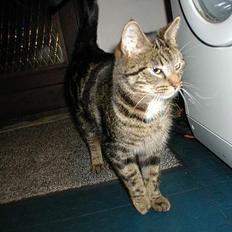 Blanding af racer Felix