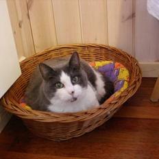 Blanding af racer Knirke