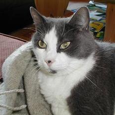 Blanding af racer Knirke