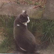 Blanding af racer Knirke