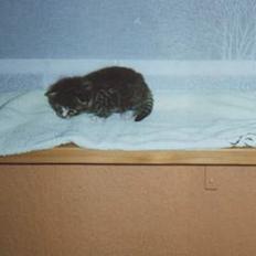 Blanding af racer Tigermis