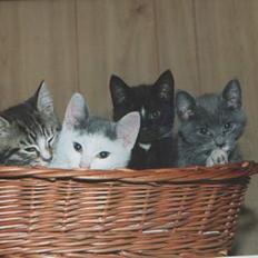 Blanding af racer Tigermis