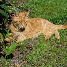 Blanding af racer Miv R.I.P 15/6.06 <3<3