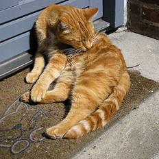 Blanding af racer Miv R.I.P 15/6.06 <3<3