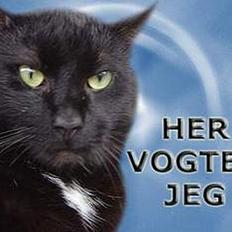 Blanding af racer zoro