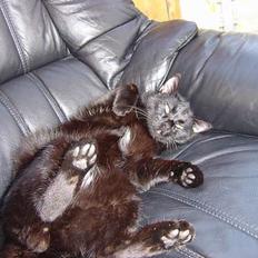 Blanding af racer zoro