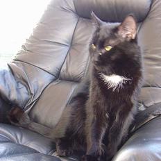 Blanding af racer zoro