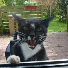 Blanding af racer Pixi