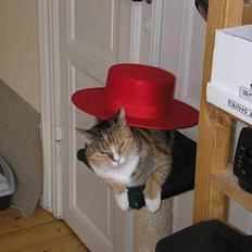 Blanding af racer Luna *Død*