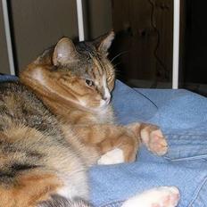 Blanding af racer Luna *Død*