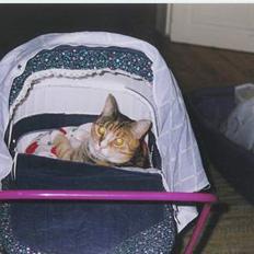 Blanding af racer Luna *Død*