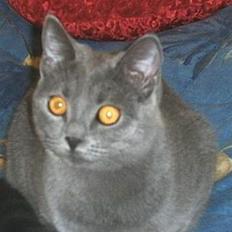 Blanding af racer Mille