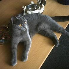 Blanding af racer Mille