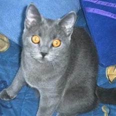 Blanding af racer Mille