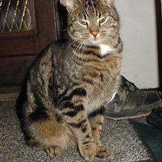 Blanding af racer Felix