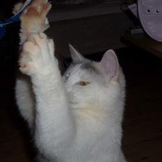 Blanding af racer Ib