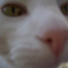 Blanding af racer Ib