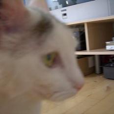 Blanding af racer Ib