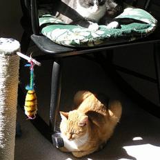 Blanding af racer Limbo