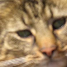 Norsk Skovkat Frederik