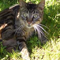 Blanding af racer Joachim