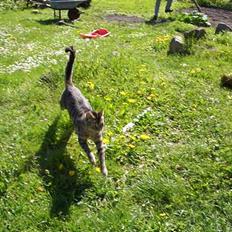 Blanding af racer Joachim