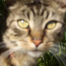 Blanding af racer Joachim