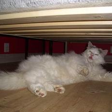 Norsk Skovkat Tumling