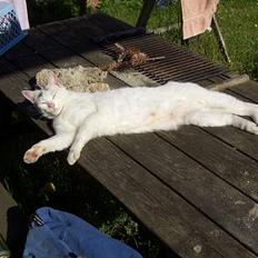 Blanding af racer Cordelia